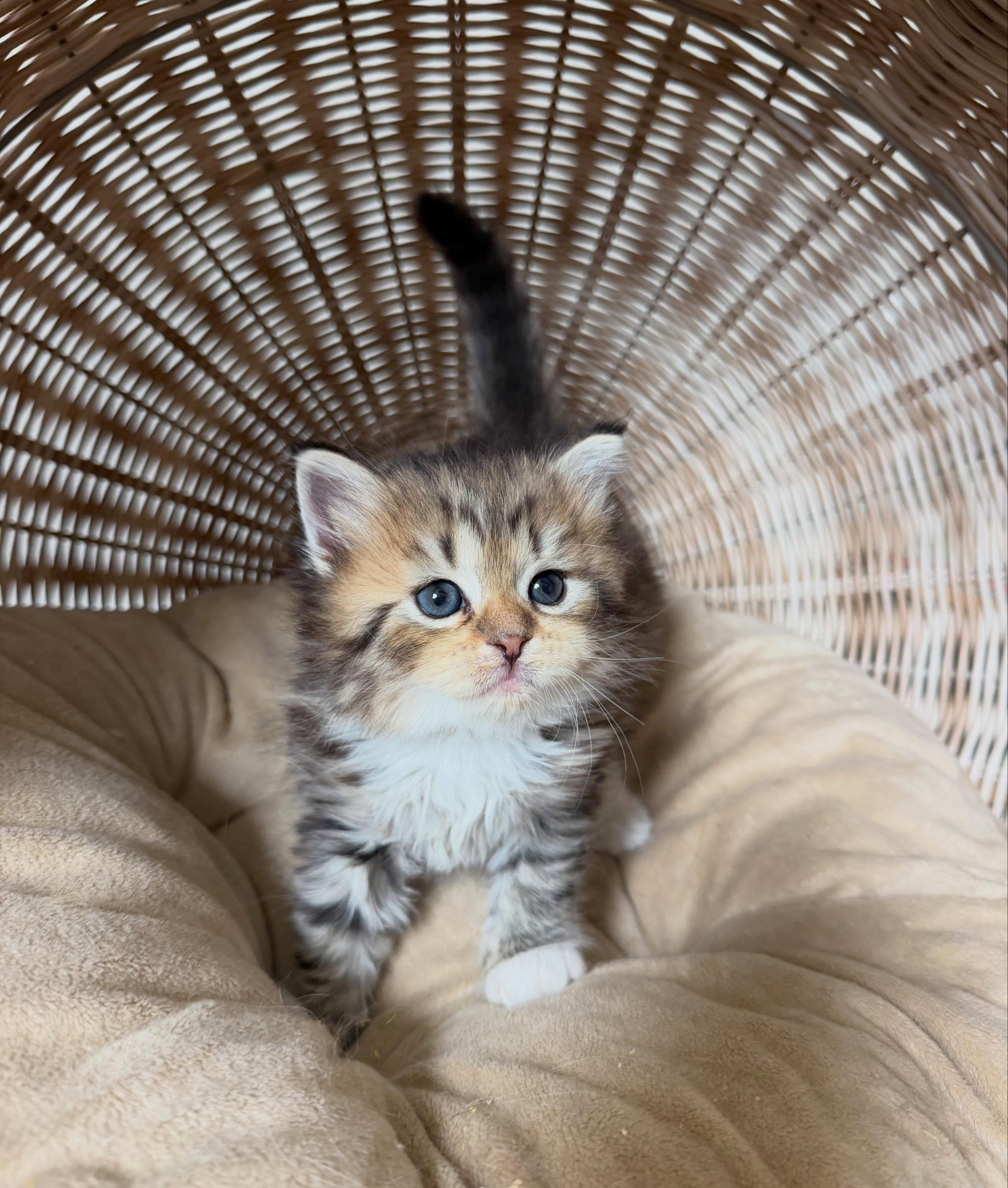 Sasha, a female Siberian kitten